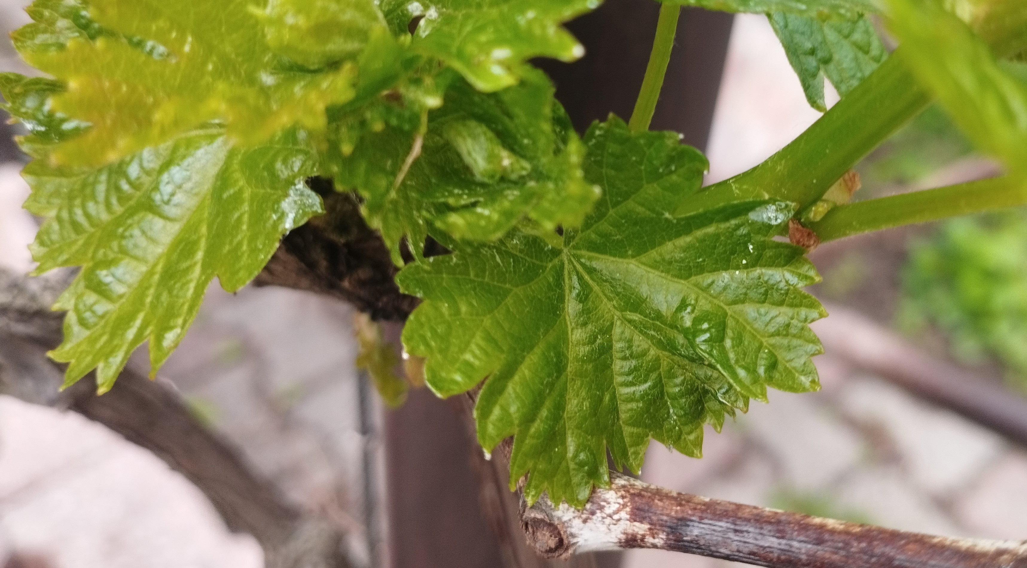 Növényvédelmi teendők – 2023. május 1. hét